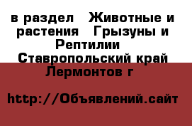  в раздел : Животные и растения » Грызуны и Рептилии . Ставропольский край,Лермонтов г.